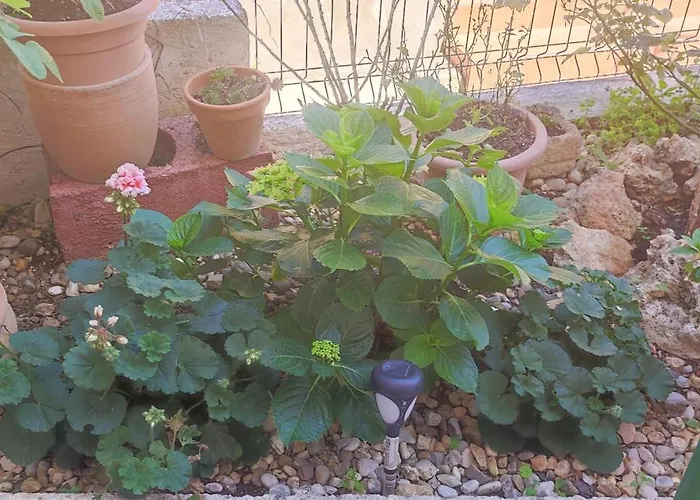 Apartman Campo